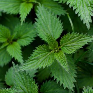 Estratto di Radice di Ortica (Nettle root extract)