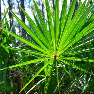 Estratto di Frutto di Saw Palmetto (Saw Palmetto fruit extract)